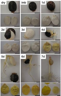 Mapping the castor bean endosperm proteome revealed a metabolic interaction between plastid, mitochondria, and peroxisomes to optimize seedling growth